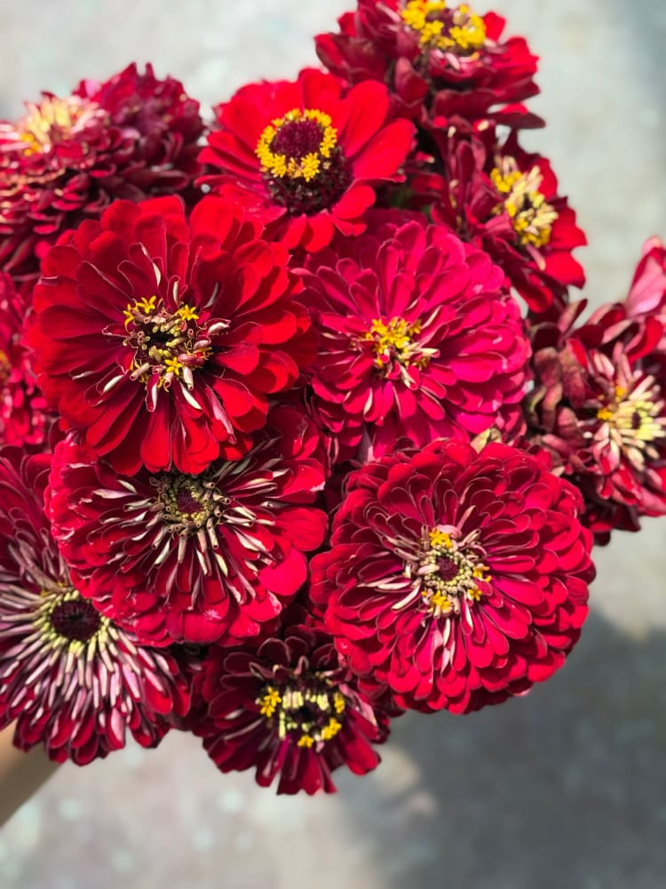 Zinnia elegans Benary's Giant Deep Red therapyofflowers.com