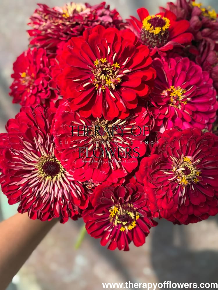Zinnia elegans Benary's Giant Deep Red therapyofflowers.com