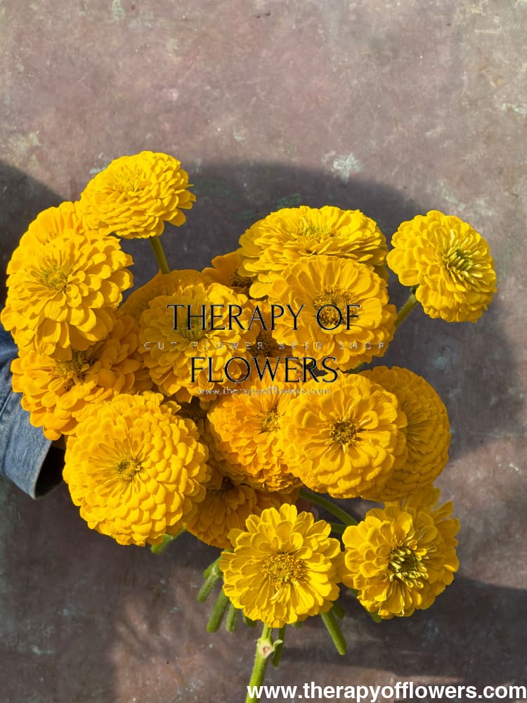 Zinnia elegans Benary’s Giant Golden Yellow - 20 seeds / Golden-yellow - seeds