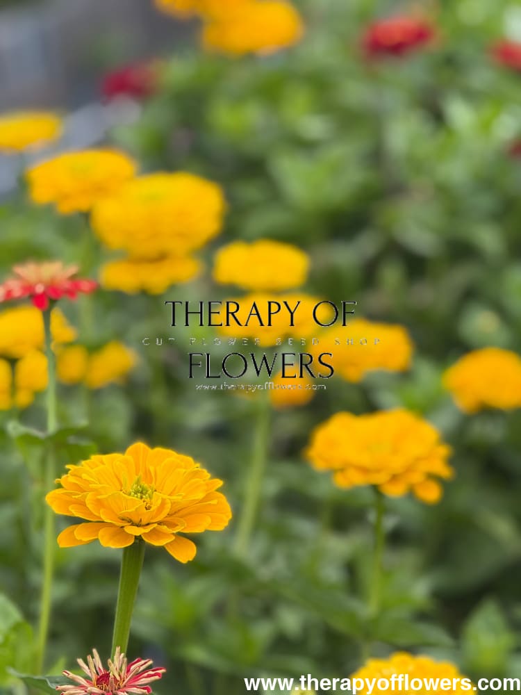 Zinnia elegans Benary’s Giant Golden Yellow - 20 seeds / Golden-yellow - seeds