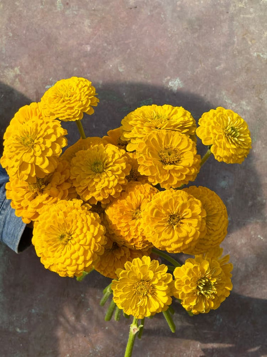 Zinnia elegans Benary’s Giant Golden Yellow - 20 seeds / Golden-yellow - seeds