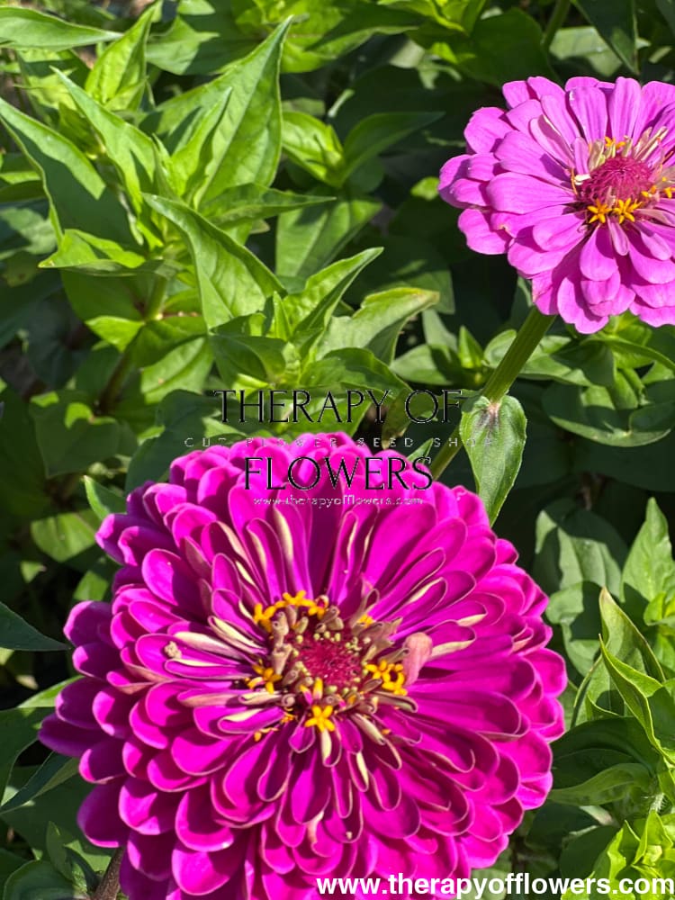 Zinnia elegans Benary's Giant Lilac therapyofflowers.com