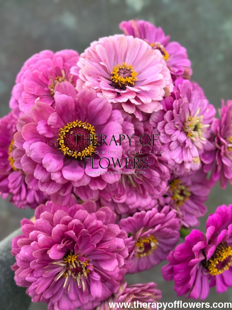 Zinnia elegans Benary's Giant Purple therapyofflowers.com