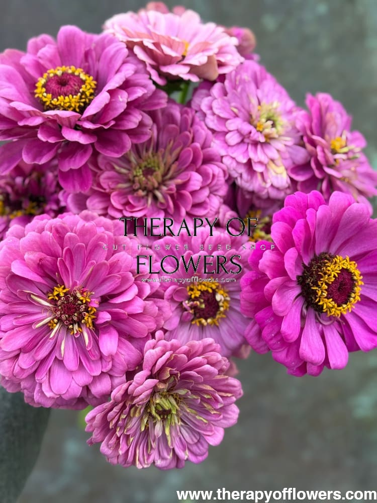 Zinnia elegans Benary's Giant Purple therapyofflowers.com