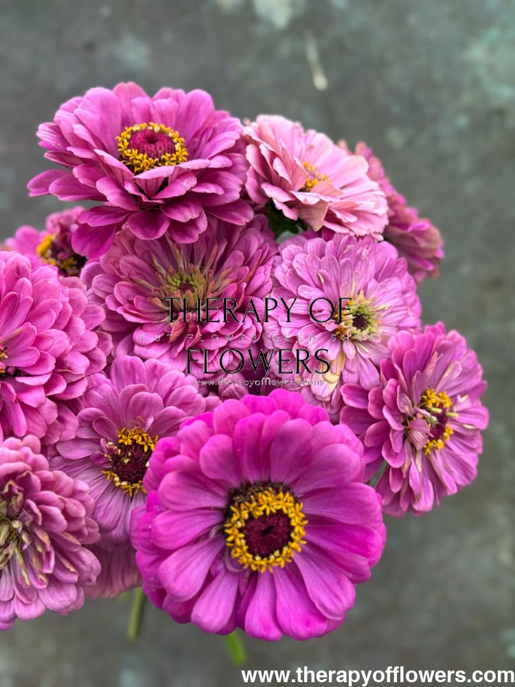 Zinnia elegans Benary's Giant Lilac therapyofflowers.com