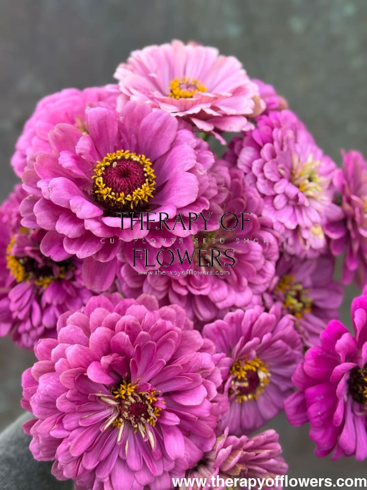 Zinnia elegans Benary's Giant Lilac therapyofflowers.com