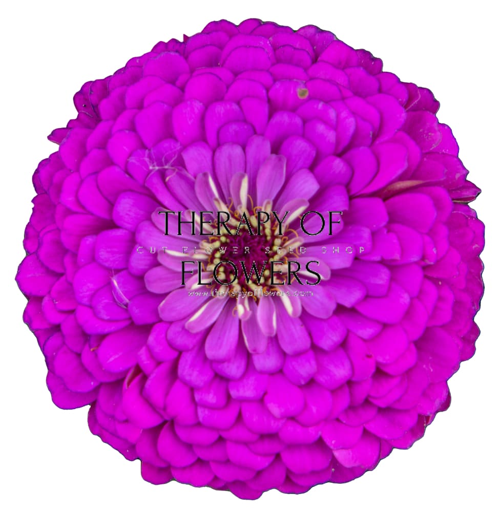 Zinnia elegans Benary's Giant Lilac therapyofflowers.com