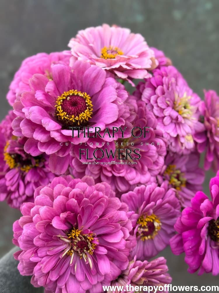 Zinnia elegans Benary's Giant Purple therapyofflowers.com