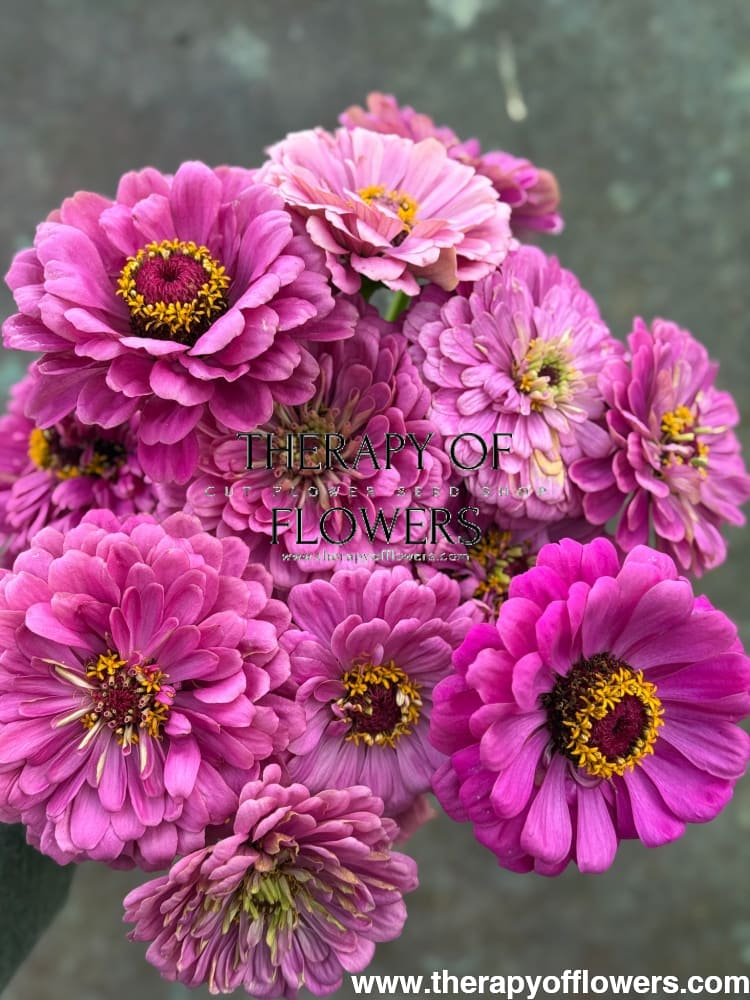 Zinnia elegans Benary's Giant Purple therapyofflowers.com