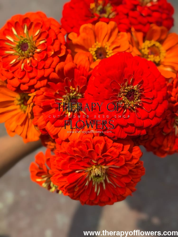 Zinnia elegans Benary's Giant Orange therapyofflowers.com