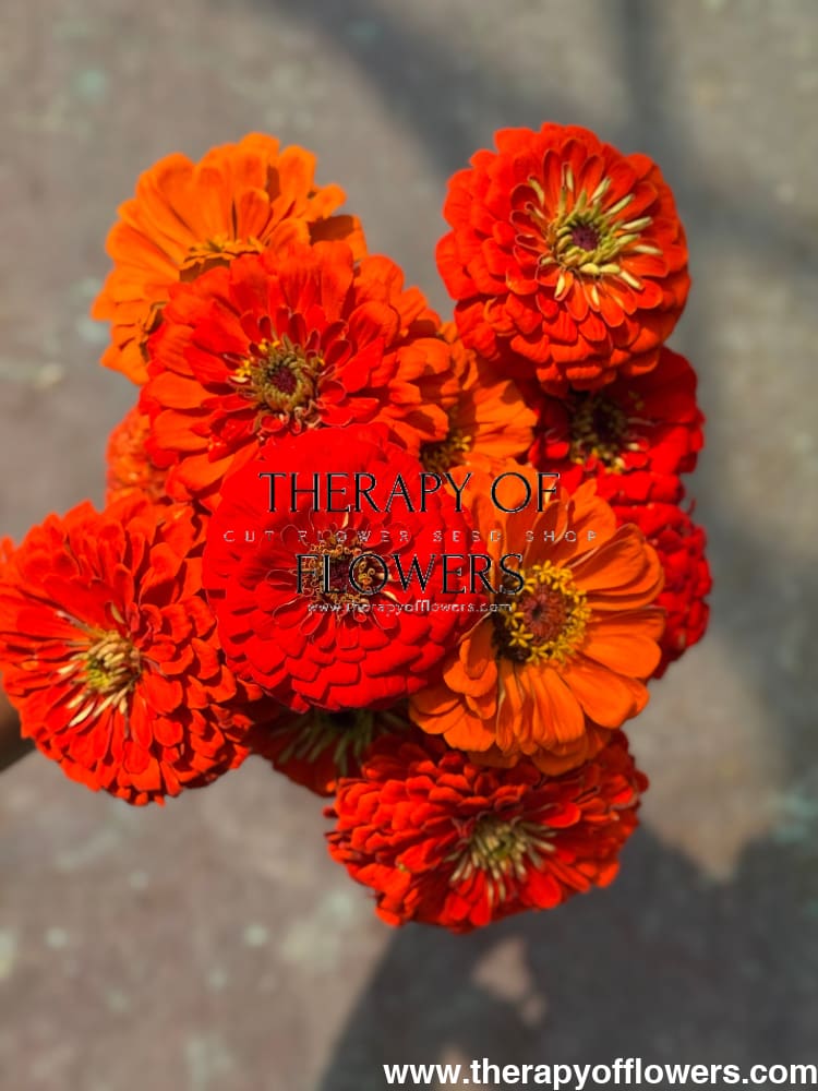 Zinnia elegans Benary's Giant Orange therapyofflowers.com