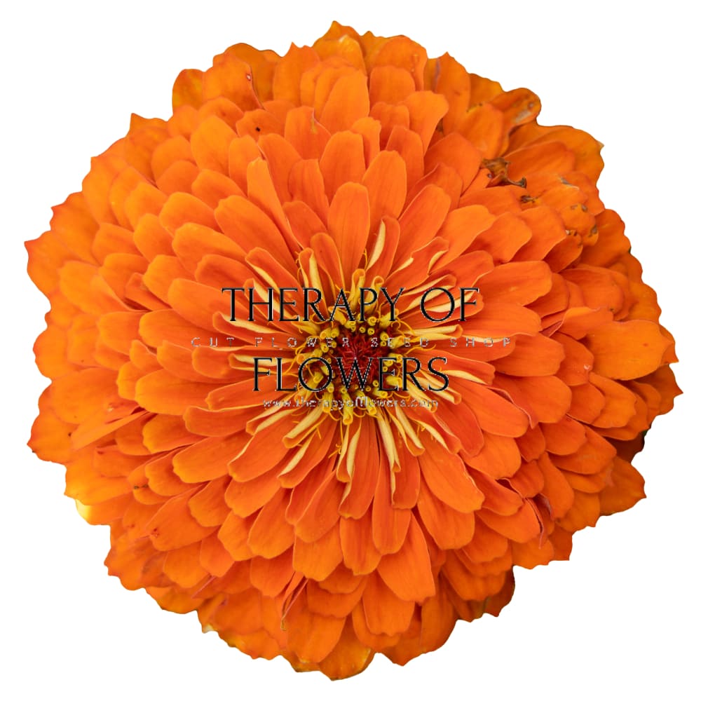 Zinnia elegans Benary's Giant Orange therapyofflowers.com