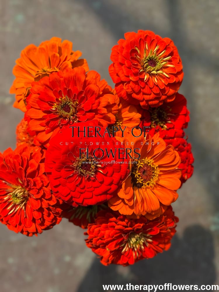 Zinnia elegans Benary's Giant Orange therapyofflowers.com