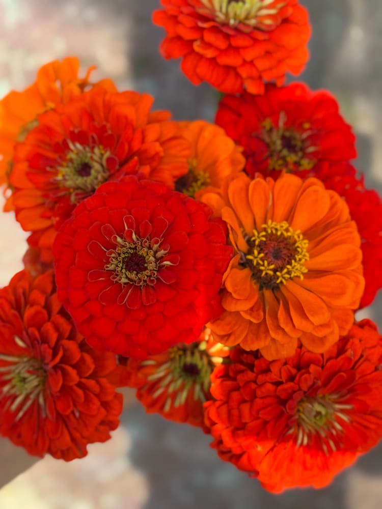 Zinnia elegans Benary's Giant Orange therapyofflowers.com