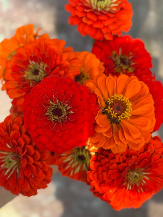 Zinnia elegans Benary's Giant Orange therapyofflowers.com