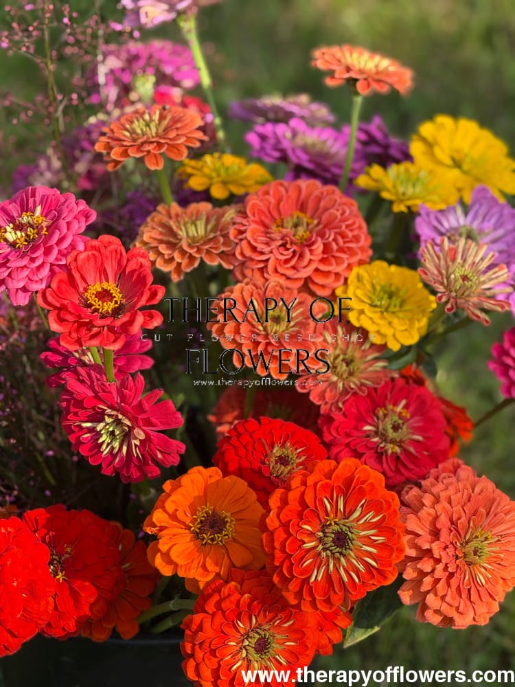 Zinnia elegans Benary's Giant Orange therapyofflowers.com