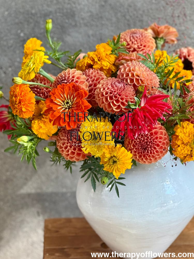 Zinnia elegans Benary's Giant Orange therapyofflowers.com