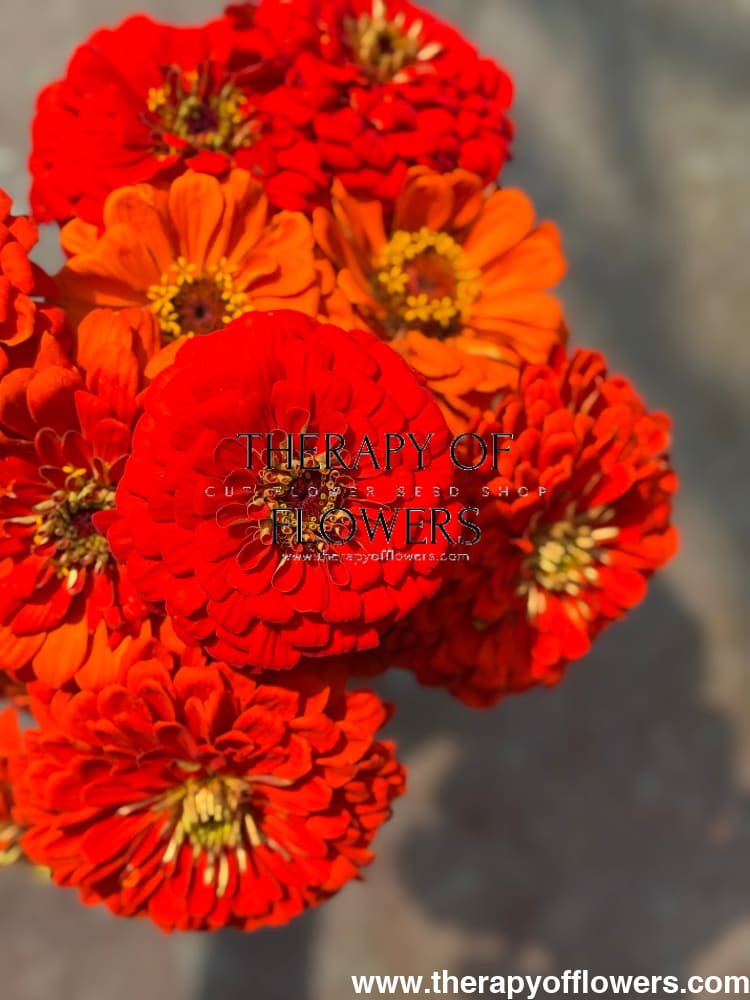 Zinnia elegans Benary's Giant Orange therapyofflowers.com