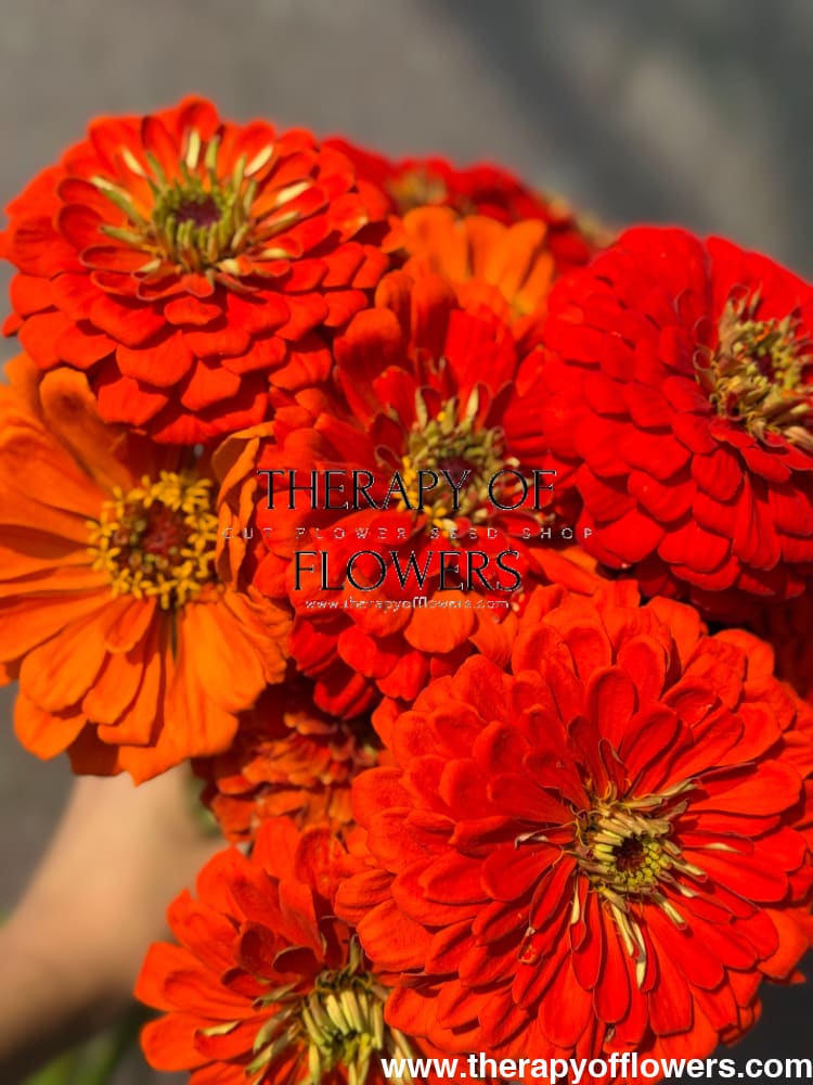 Zinnia elegans Benary's Giant Orange therapyofflowers.com