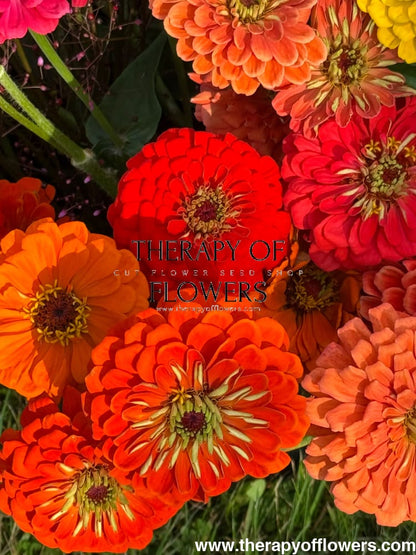 Zinnia elegans Benary's Giant Orange therapyofflowers.com