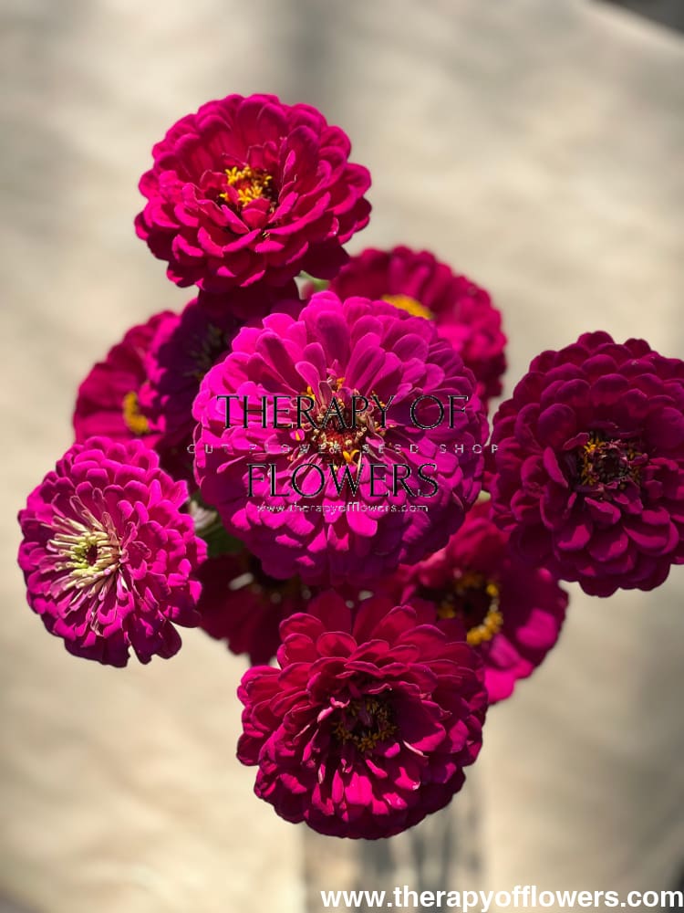 Zinnia elegans Benary's Giant Purple therapyofflowers.com