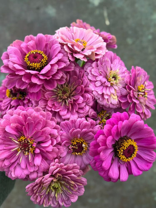 Zinnia elegans Benary's Giant Purple therapyofflowers.com