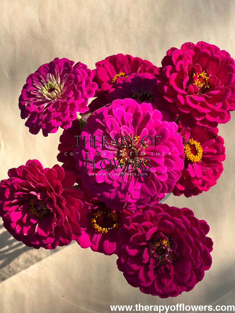 Zinnia elegans Benary's Giant Purple therapyofflowers.com