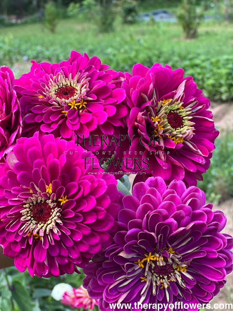 Zinnia elegans Benary's Giant Purple therapyofflowers.com