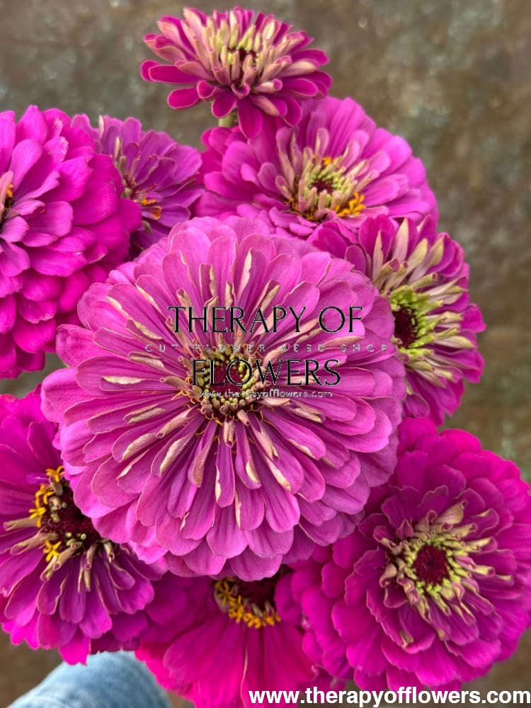 Zinnia elegans Benary's Giant Lilac therapyofflowers.com