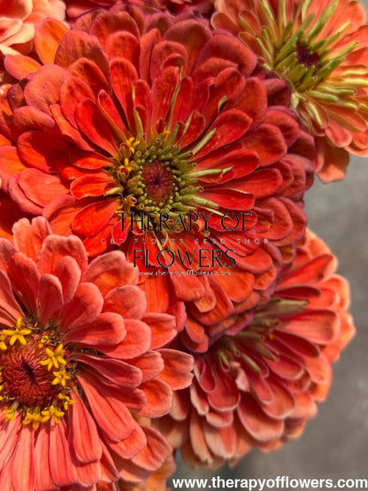 Zinnia elegans Benary’s Giant Salmon Rose 20 seeds / Salmon Rose seeds