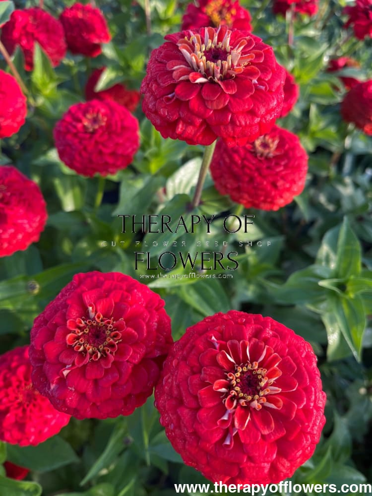 Zinnia elegans Benary’s Giant Scarlet - 20 seeds / Scarlet - seeds