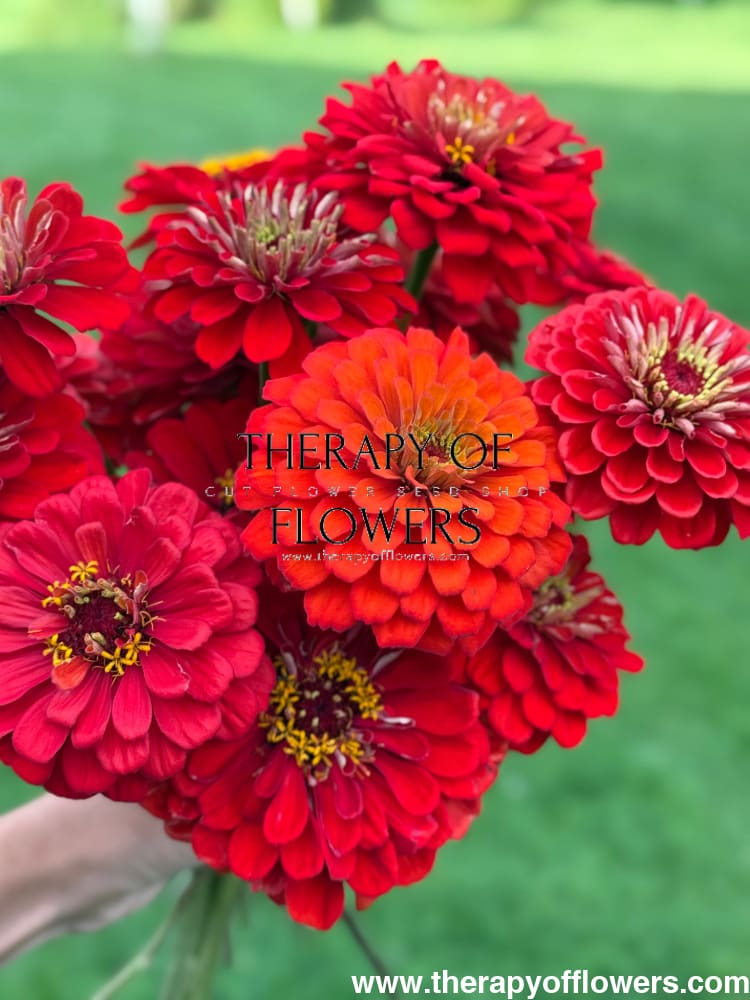 Zinnia elegans Benary's Giant Scarlet therapyofflowers.com