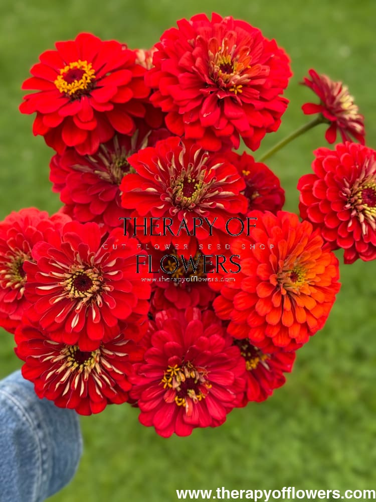 Zinnia elegans Benary's Giant Scarlet therapyofflowers.com