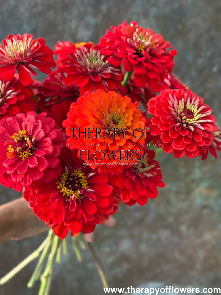 Zinnia elegans Benary's Giant Scarlet therapyofflowers.com