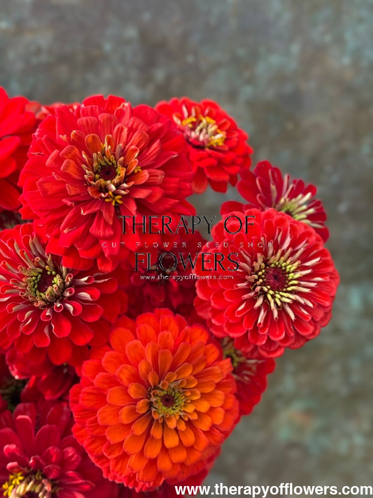 Zinnia elegans Benary's Giant Scarlet therapyofflowers.com