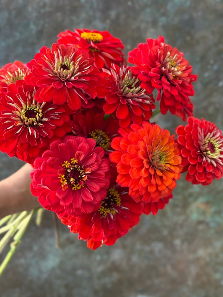 Zinnia elegans Benary's Giant Scarlet therapyofflowers.com