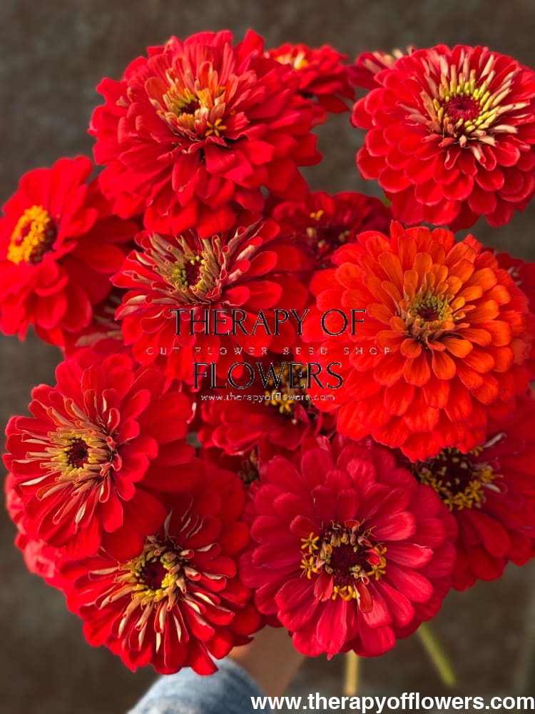 Zinnia elegans Benary's Giant Scarlet therapyofflowers.com