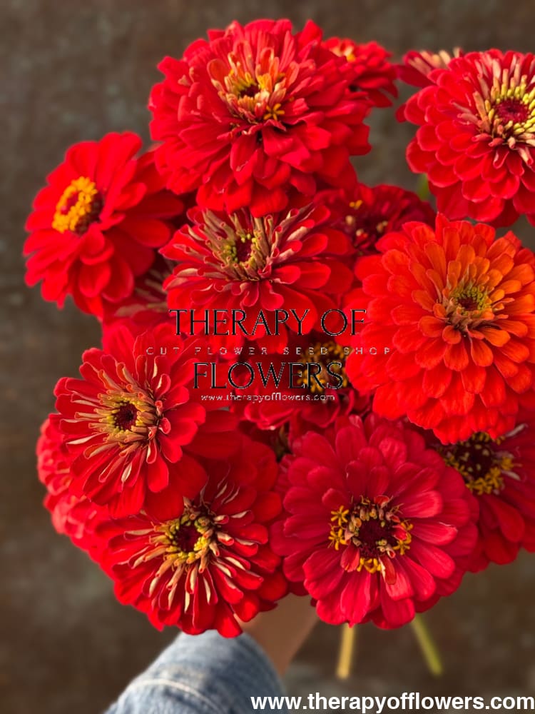 Zinnia elegans Benary's Giant Scarlet therapyofflowers.com