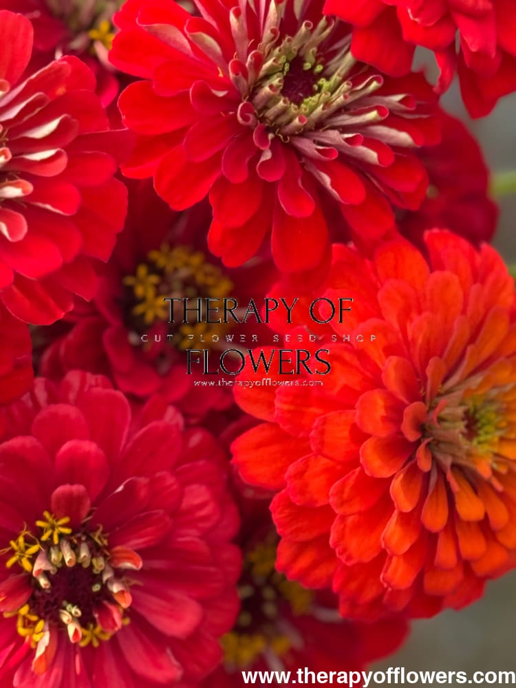 Zinnia elegans Benary's Giant Scarlet therapyofflowers.com