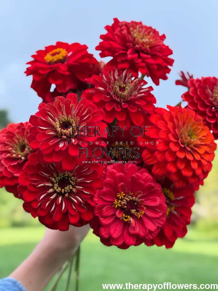 Zinnia elegans Benary's Giant Scarlet therapyofflowers.com