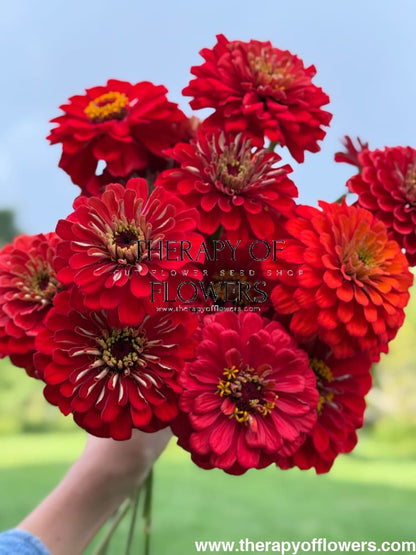 Zinnia elegans Benary's Giant Scarlet therapyofflowers.com