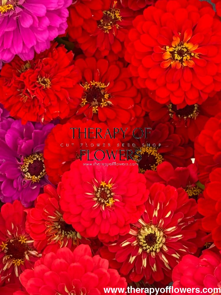 Zinnia elegans Benary's Giant Scarlet therapyofflowers.com