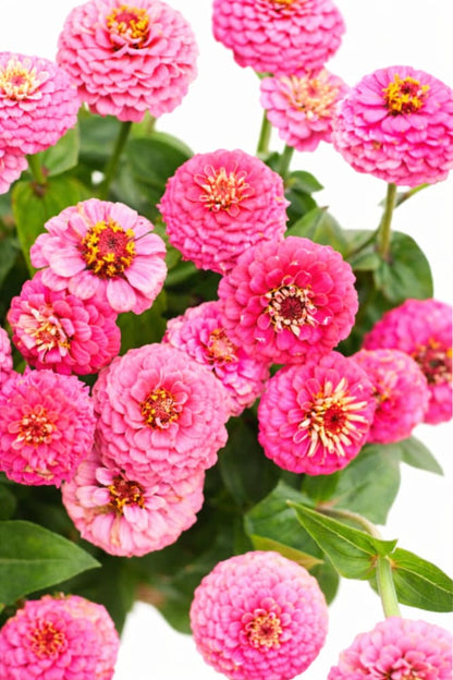 Zinnia elegans Lilliput Rose | Cut and Come Again Flower | 1 g Seeds - seeds