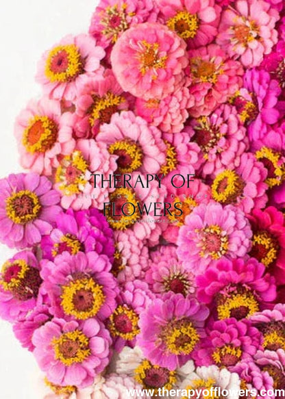 Zinnia elegans Lilliput Rose - 1 gram - seeds