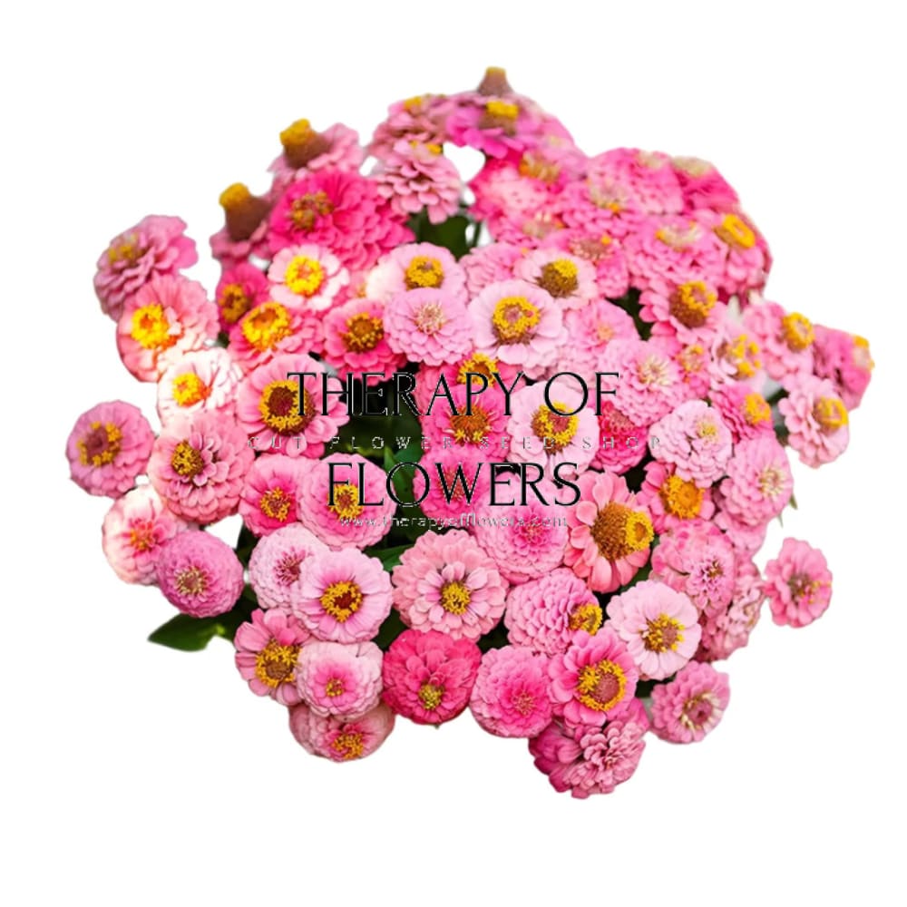 Zinnia elegans Lilliput Rose therapyofflowers.com
