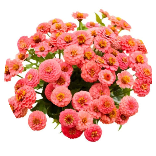 Zinnia elegans Lilliput Salmon therapyofflowers.com