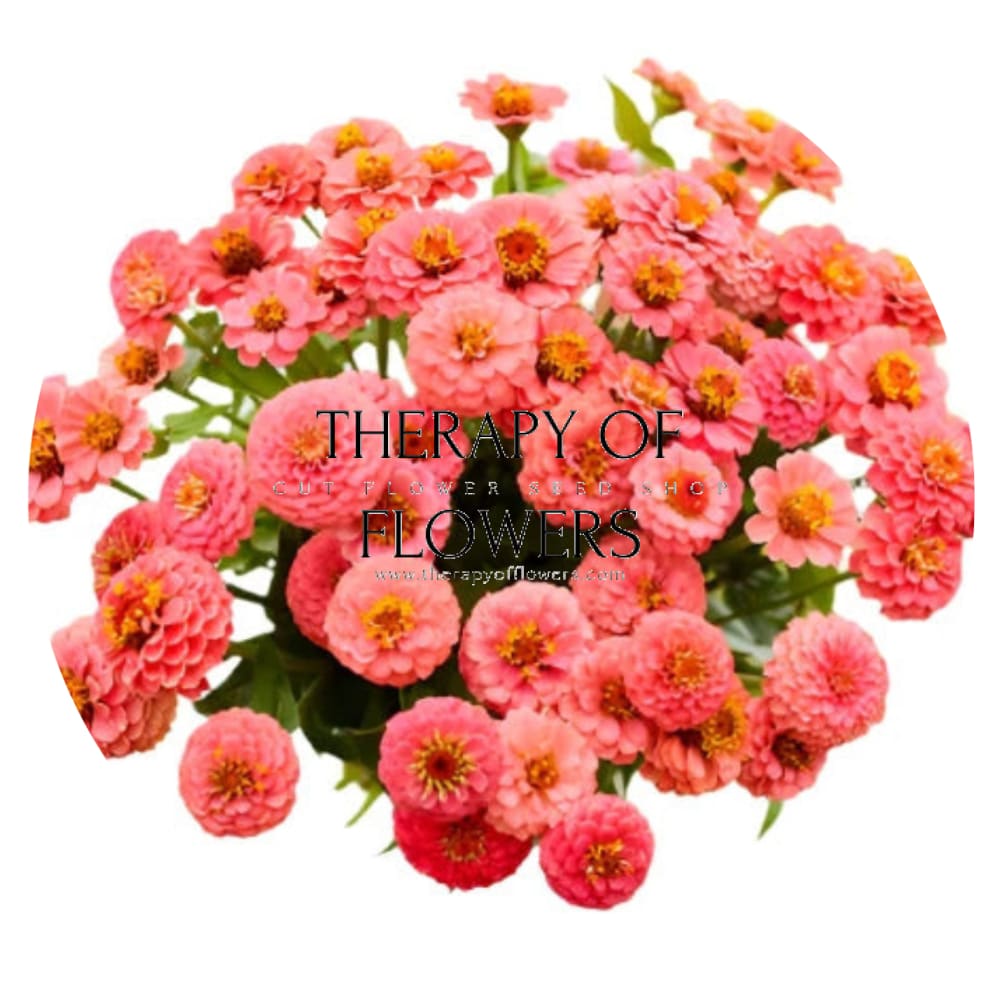 Zinnia elegans Lilliput Salmon therapyofflowers.com