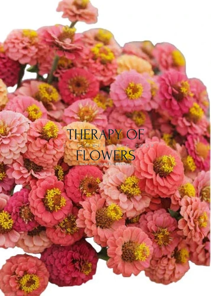 Zinnia elegans Lilliput Salmon therapyofflowers.com