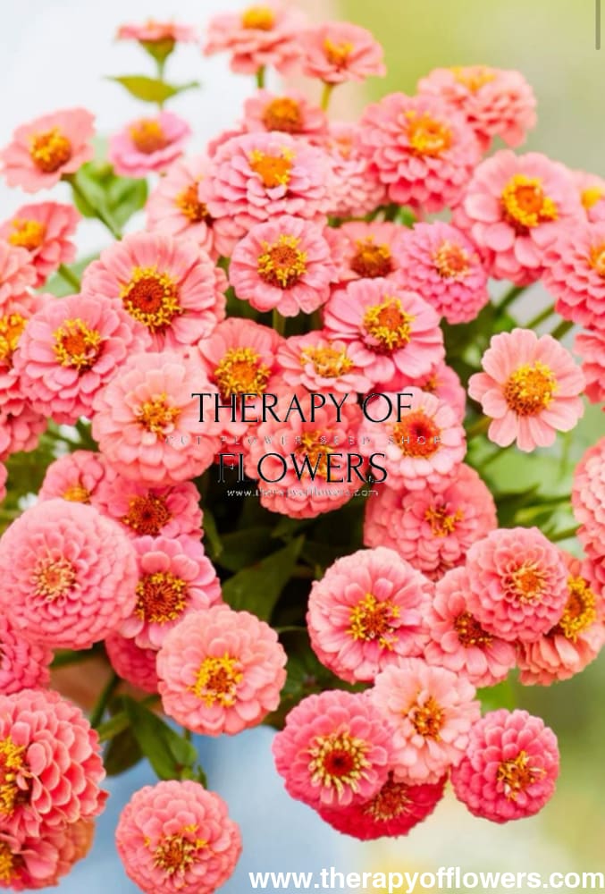 Zinnia elegans Lilliput Salmon therapyofflowers.com