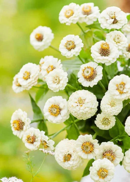 Zinnia elegans Lilliput White | Cut and Come Again Flower | 2 g Seeds therapyofflowers.com